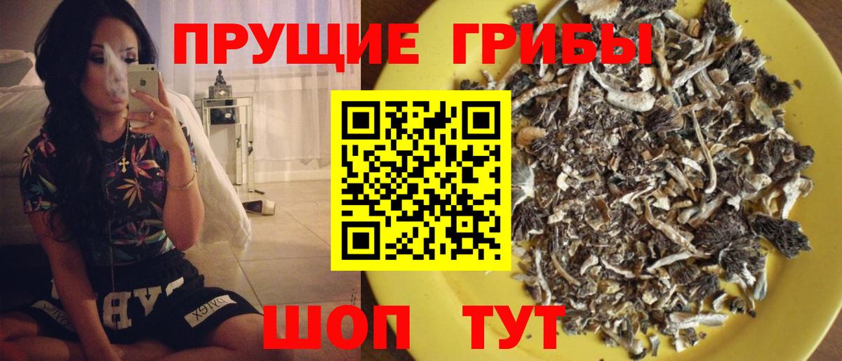 Псилоцибиновые грибы Cubensis Губкинский
